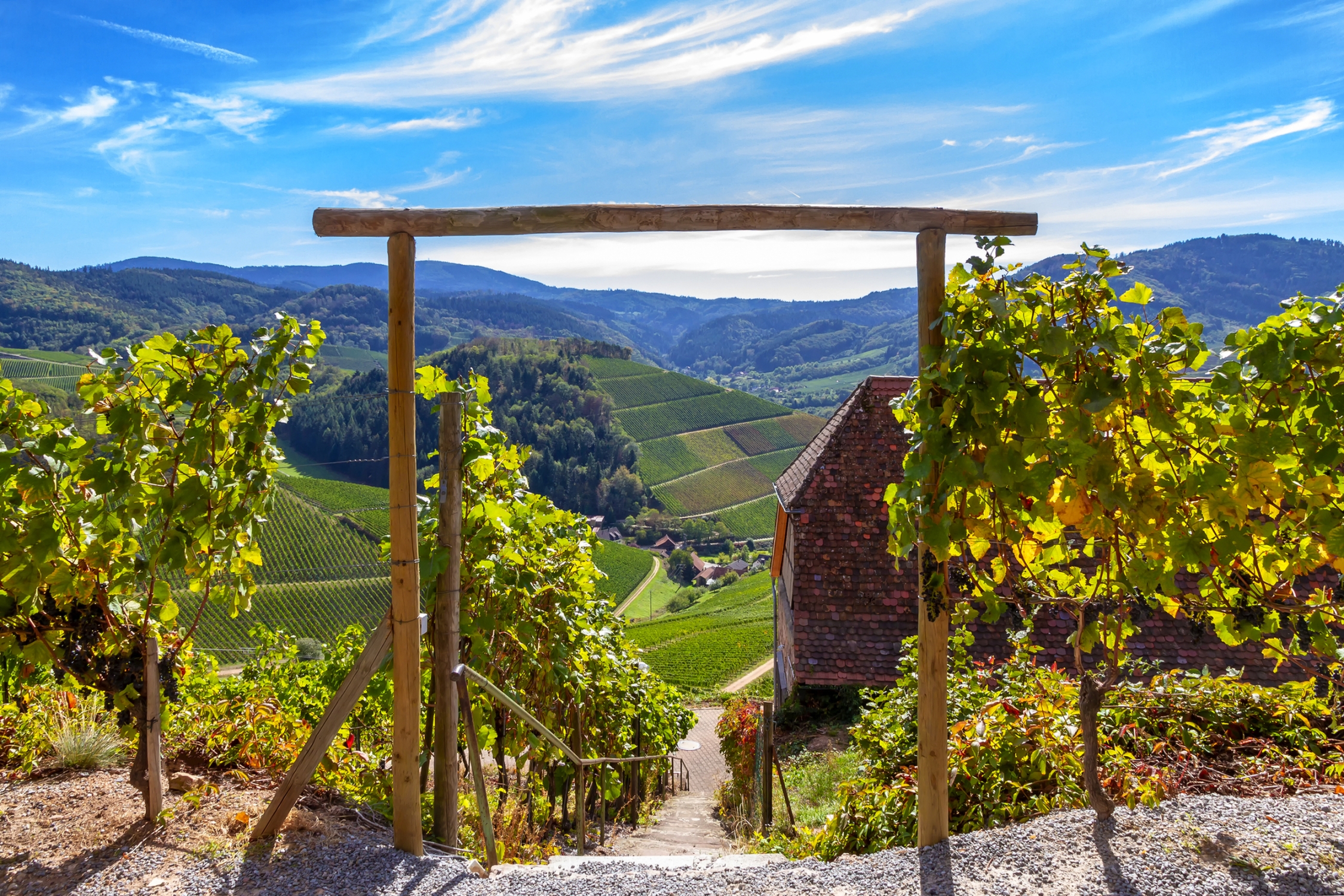 Wanderung durch die Weinberge zum Schloss Staufenberg im Schwarzwald, Deutschland